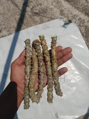 ডায়বেটিস লতা, পদ্মগুলঞ্চ,বৈজ্ঞানিক নাম: Tinospora Cordifolia