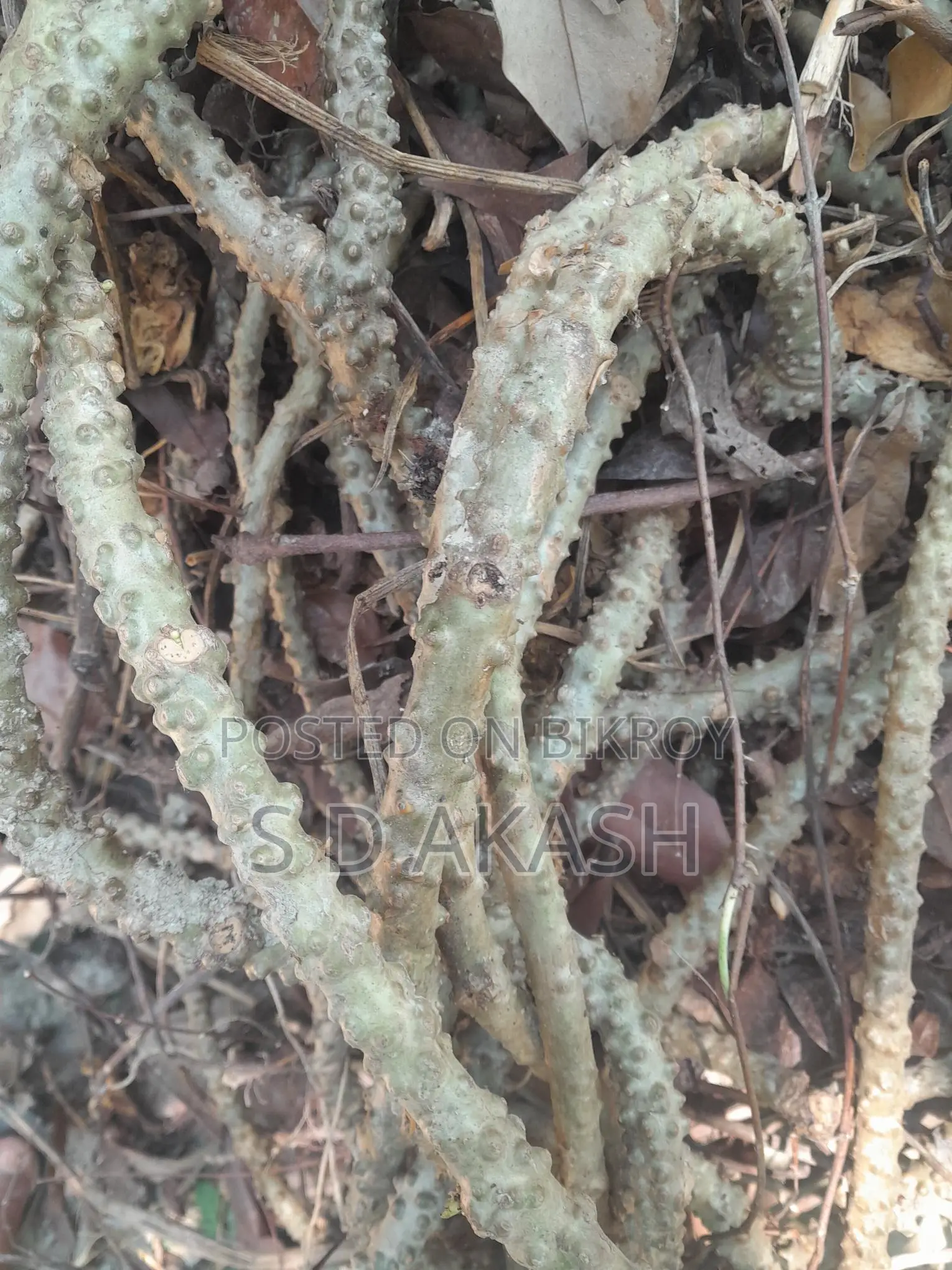 ডায়বেটিস লতা, পদ্মগুলঞ্চ,বৈজ্ঞানিক নাম: Tinospora Cordifolia