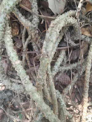 ডায়বেটিস লতা, পদ্মগুলঞ্চ,বৈজ্ঞানিক নাম: Tinospora Cordifolia
