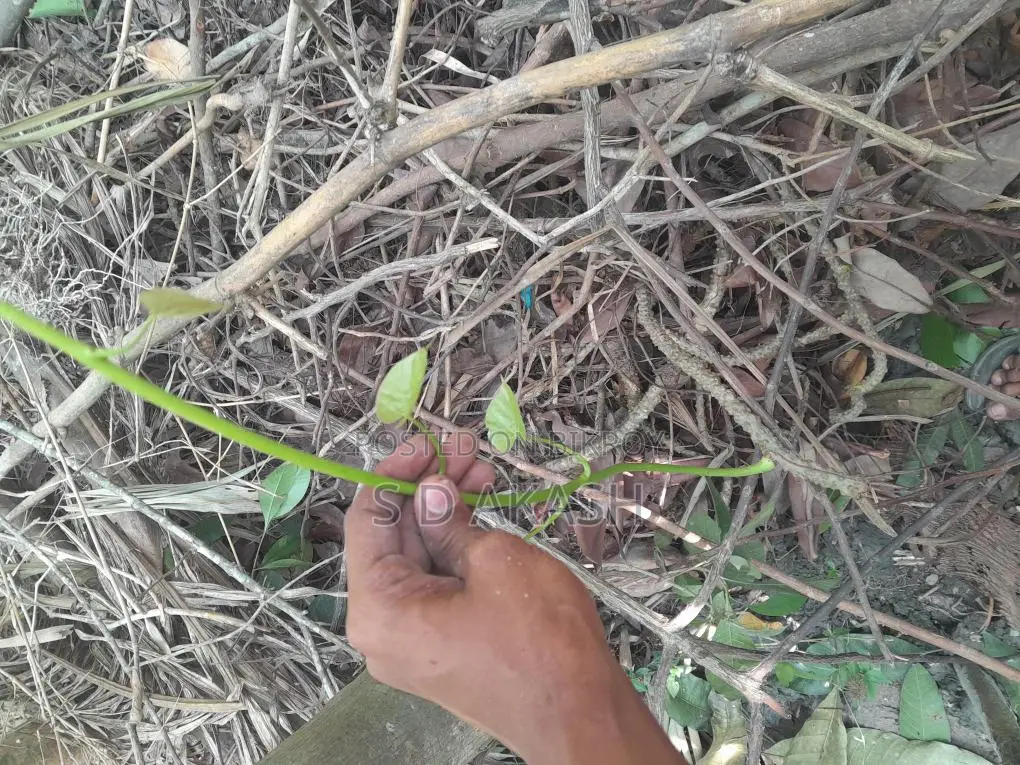 ডায়বেটিস লতা, পদ্মগুলঞ্চ,বৈজ্ঞানিক নাম: Tinospora Cordifolia