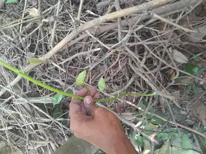 ডায়বেটিস লতা, পদ্মগুলঞ্চ,বৈজ্ঞানিক নাম: Tinospora Cordifolia