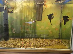 Aquarium
