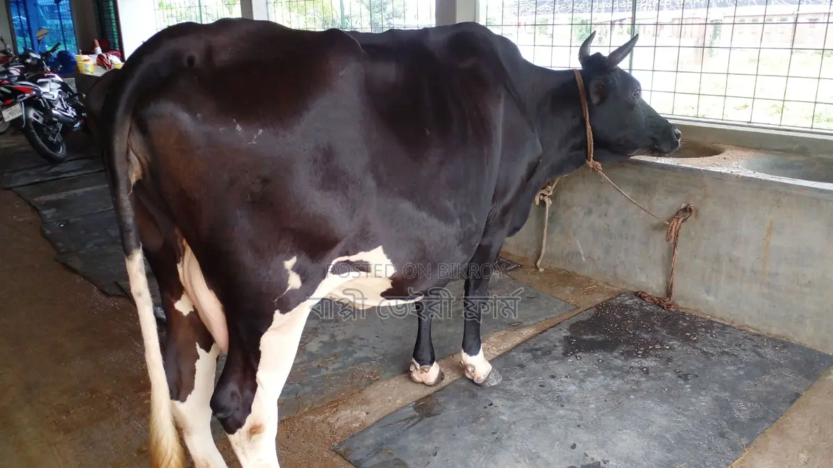 ১১২৯ নং ভালো জাতের গাভী বিক্রি ।