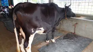 High-Quality Cow for Sale (ID: 1129)