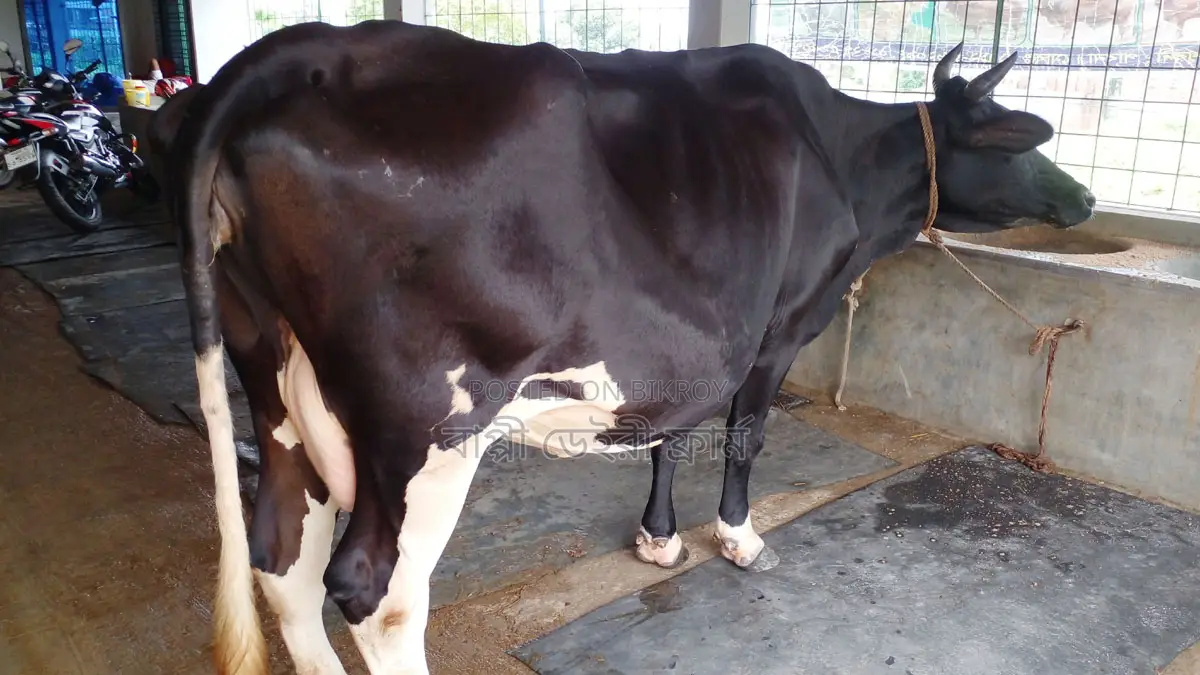 ১১২৯ নং ভালো জাতের গাভী বিক্রি ।
