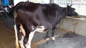 ১১২৯ নং ভালো জাতের গাভী বিক্রি ।