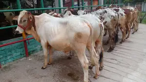 ১১৩০ নং পোষার জন্য নিঃসন্ধেহে ৬টি এড়ে বাছুর কিনুন ভালো হবে।