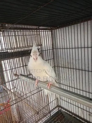 Cockatiel