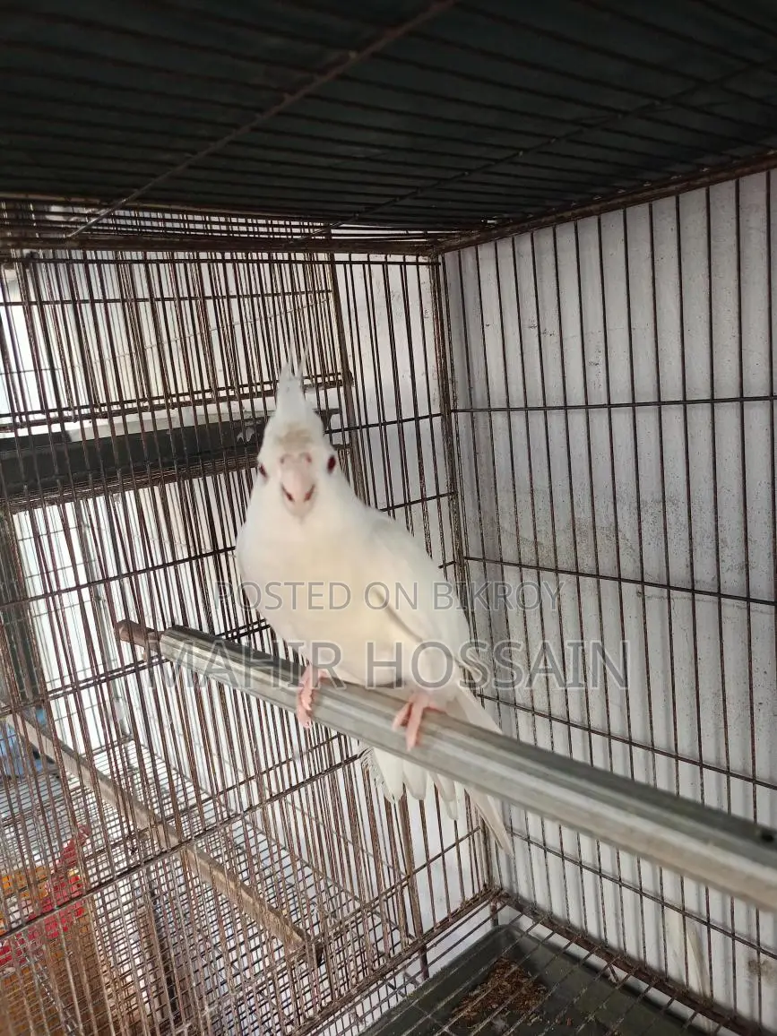 Cockatiel