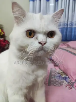 Persian (Pure + Premium) Cat