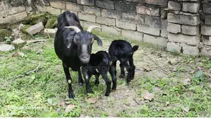 Goat with kids for sale