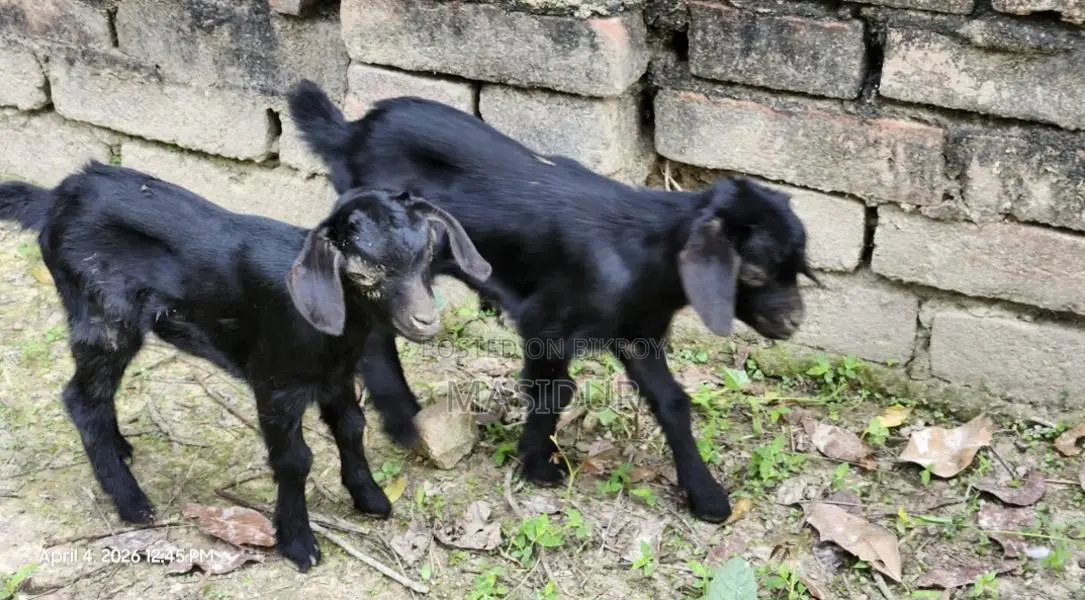 Goat with kids for sale
