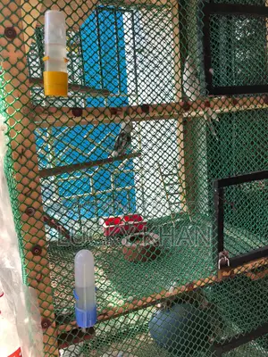 Handmade wood and mesh cage
