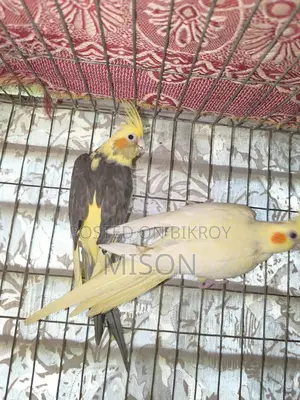 ২ পিস বিগ সাইজের রানিং ফিমেল / মেয়ে ককাটেল পাখি বিক্রিয় করা হবে🐦🐦