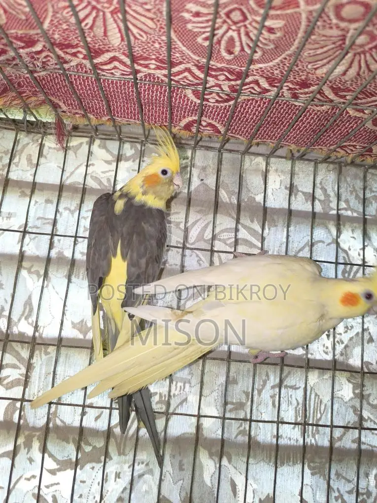 ২ পিস বিগ সাইজের রানিং ফিমেল / মেয়ে ককাটেল পাখি বিক্রিয় করা হবে🐦🐦