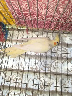 ২ পিস বিগ সাইজের রানিং ফিমেল / মেয়ে ককাটেল পাখি বিক্রিয় করা হবে🐦🐦