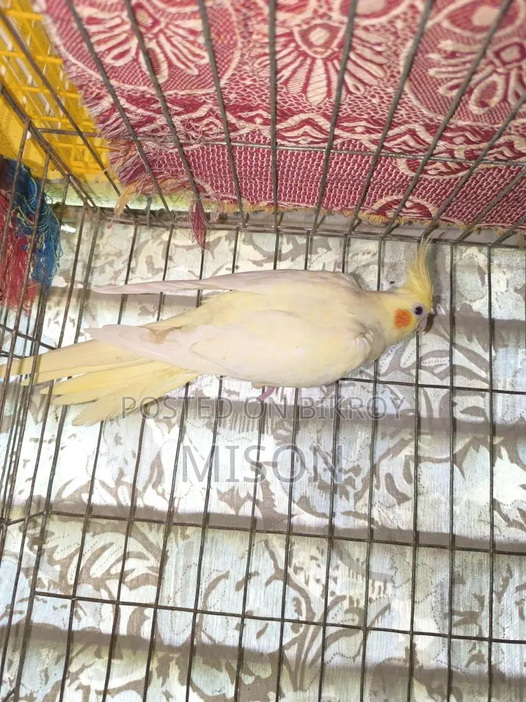 ২ পিস বিগ সাইজের রানিং ফিমেল / মেয়ে ককাটেল পাখি বিক্রিয় করা হবে🐦🐦