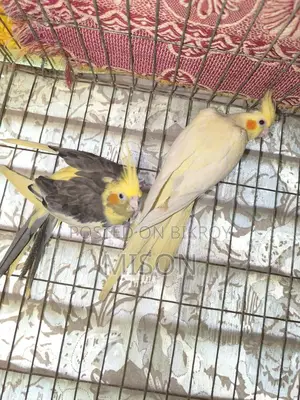 ২ পিস বিগ সাইজের রানিং ফিমেল / মেয়ে ককাটেল পাখি বিক্রিয় করা হবে🐦🐦