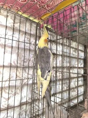 ২ পিস বিগ সাইজের রানিং ফিমেল / মেয়ে ককাটেল পাখি বিক্রিয় করা হবে🐦🐦