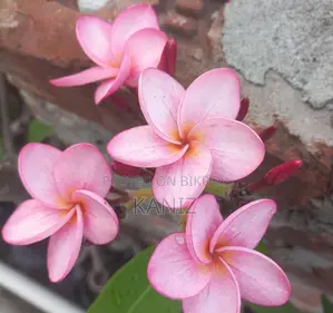 কাঠগোলাপ গাছ
