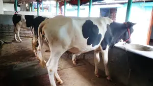 ১১৩৪নং বাছাই কৃত ৩টি বকনা বিক্রয়।