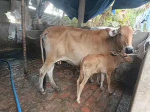 Local Dairy Cow