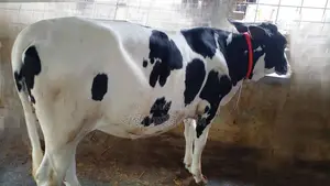বকনা গরু ।(১১৩৭ নং)