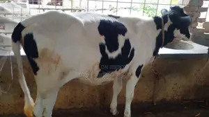 Buy a high-quality heifer #1140.