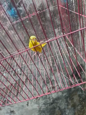 Lutino Running Female