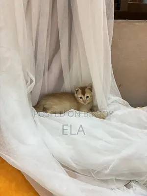 Mixed Breed cat