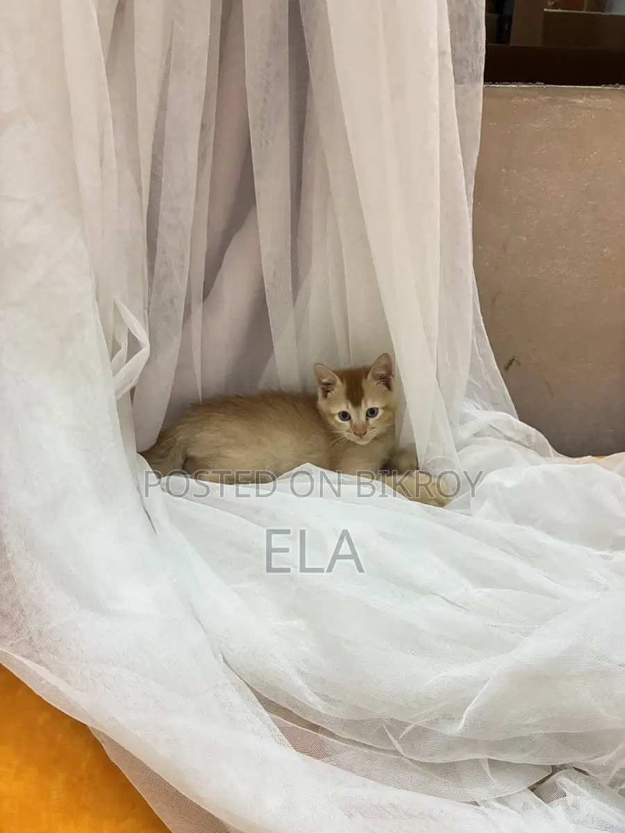 Mixed Breed cat