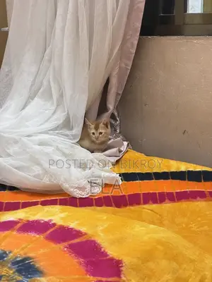Mixed Breed cat