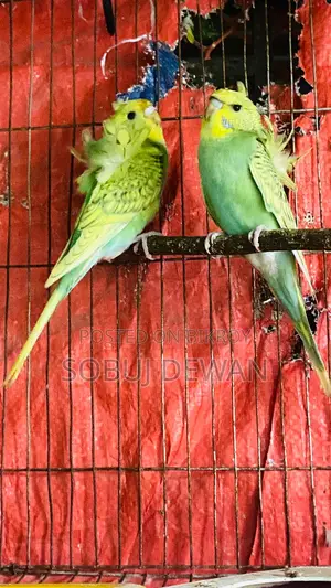 Budgerigar