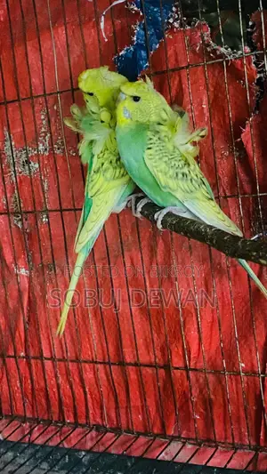 Budgerigar