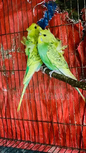 Budgerigar