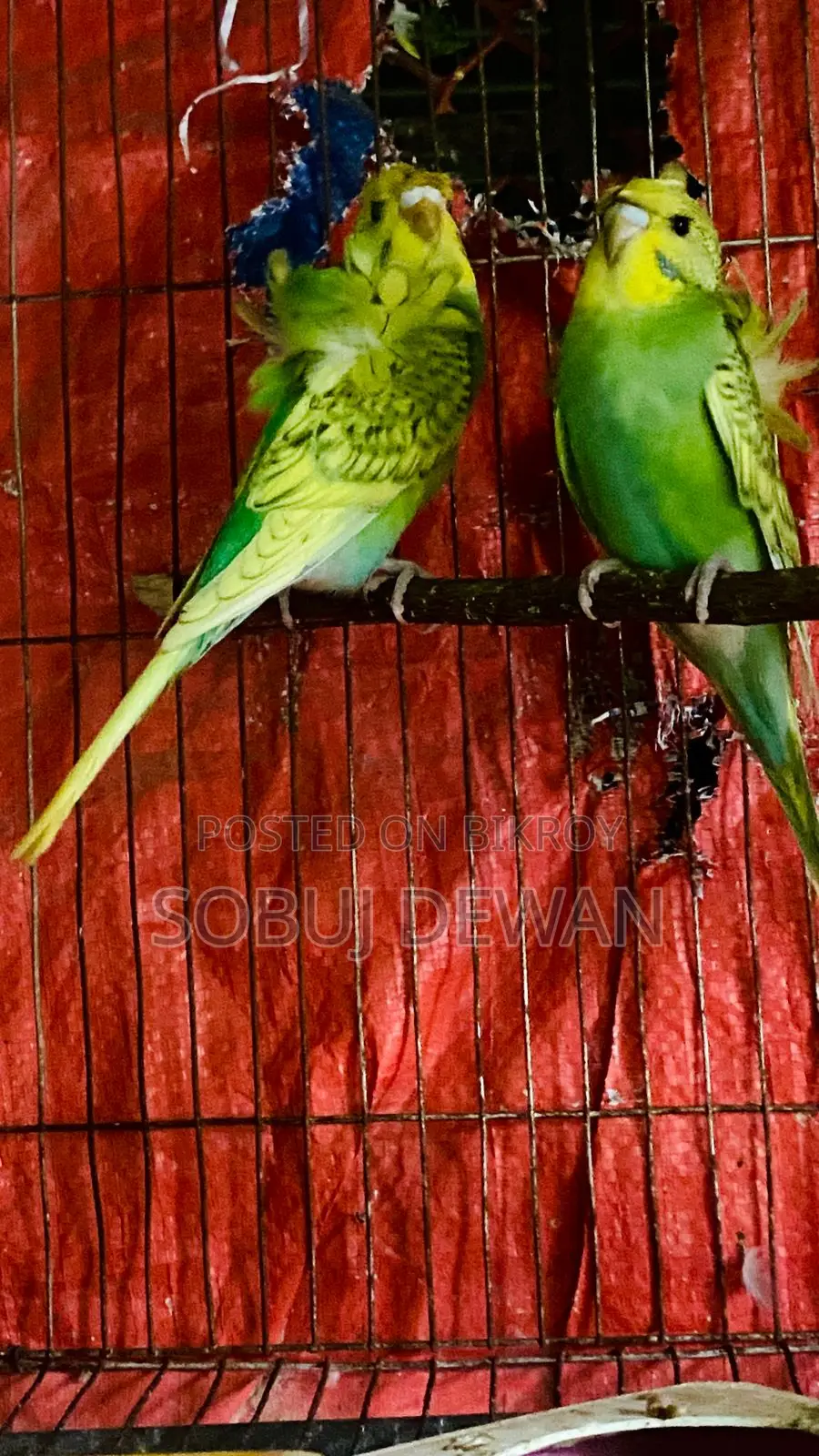 Budgerigar