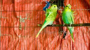 Budgerigar