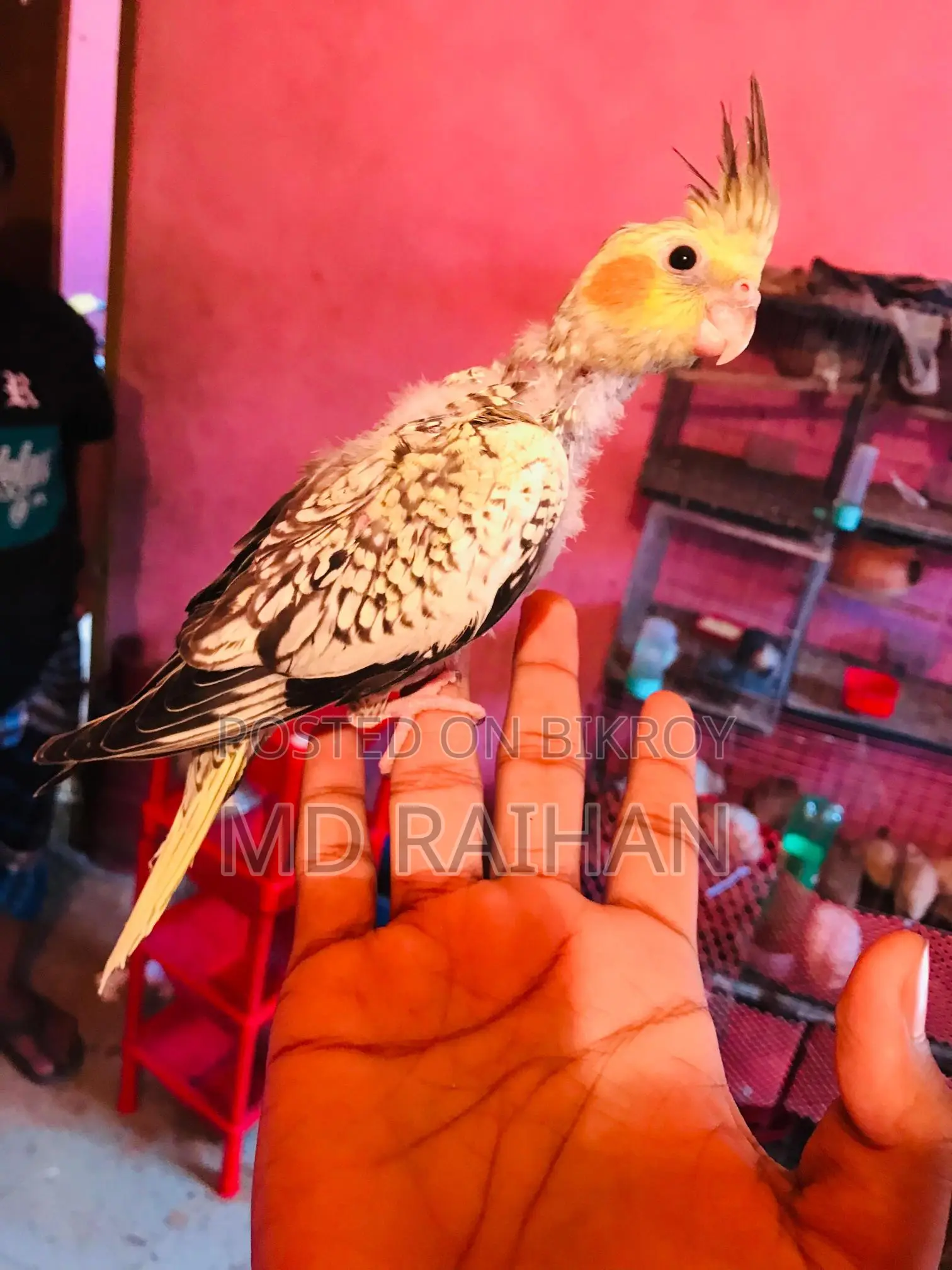 ককাটেল Baby