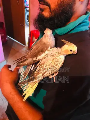 ককাটেল Baby