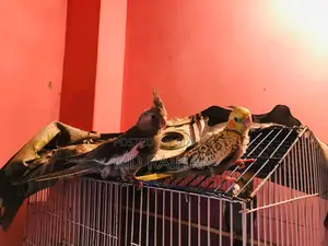 ককাটেল Baby