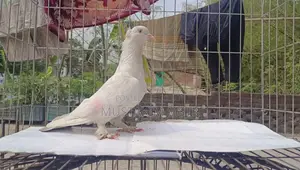 Giribaz Pigeon