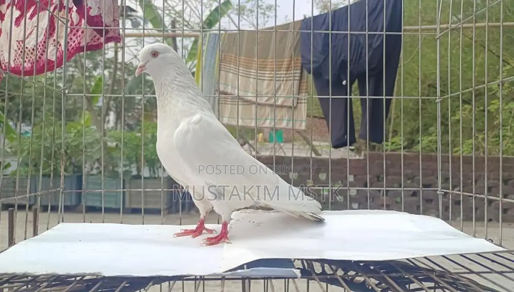 Giribaz Pigeon