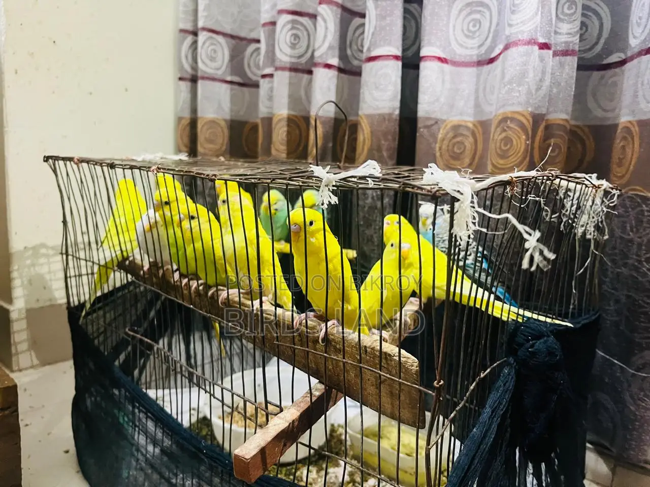 Healthy and colourful birds