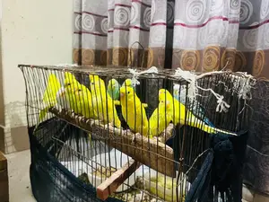 Healthy and colourful birds