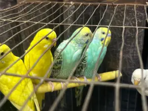 Healthy and colourful birds