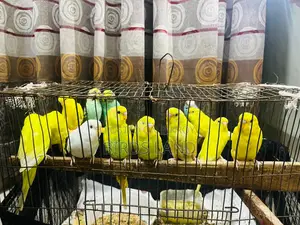 Healthy and colourful birds