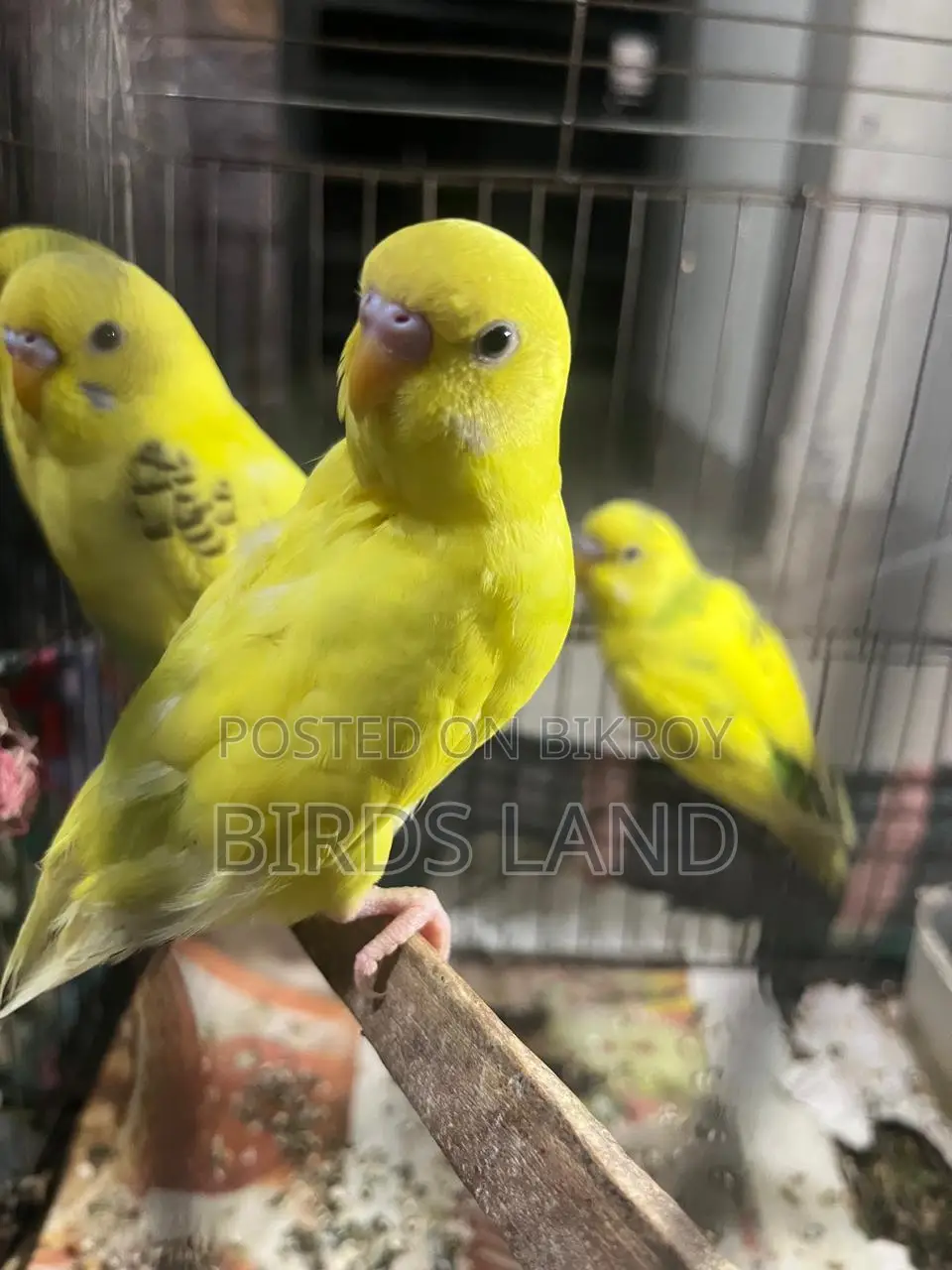 Healthy and colourful birds
