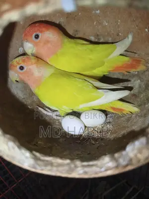 সম্পূর্ণ সুস্থ সফল তিন জোড়া পাখি দুই লাভ বাড একজোড়া ককাটেল