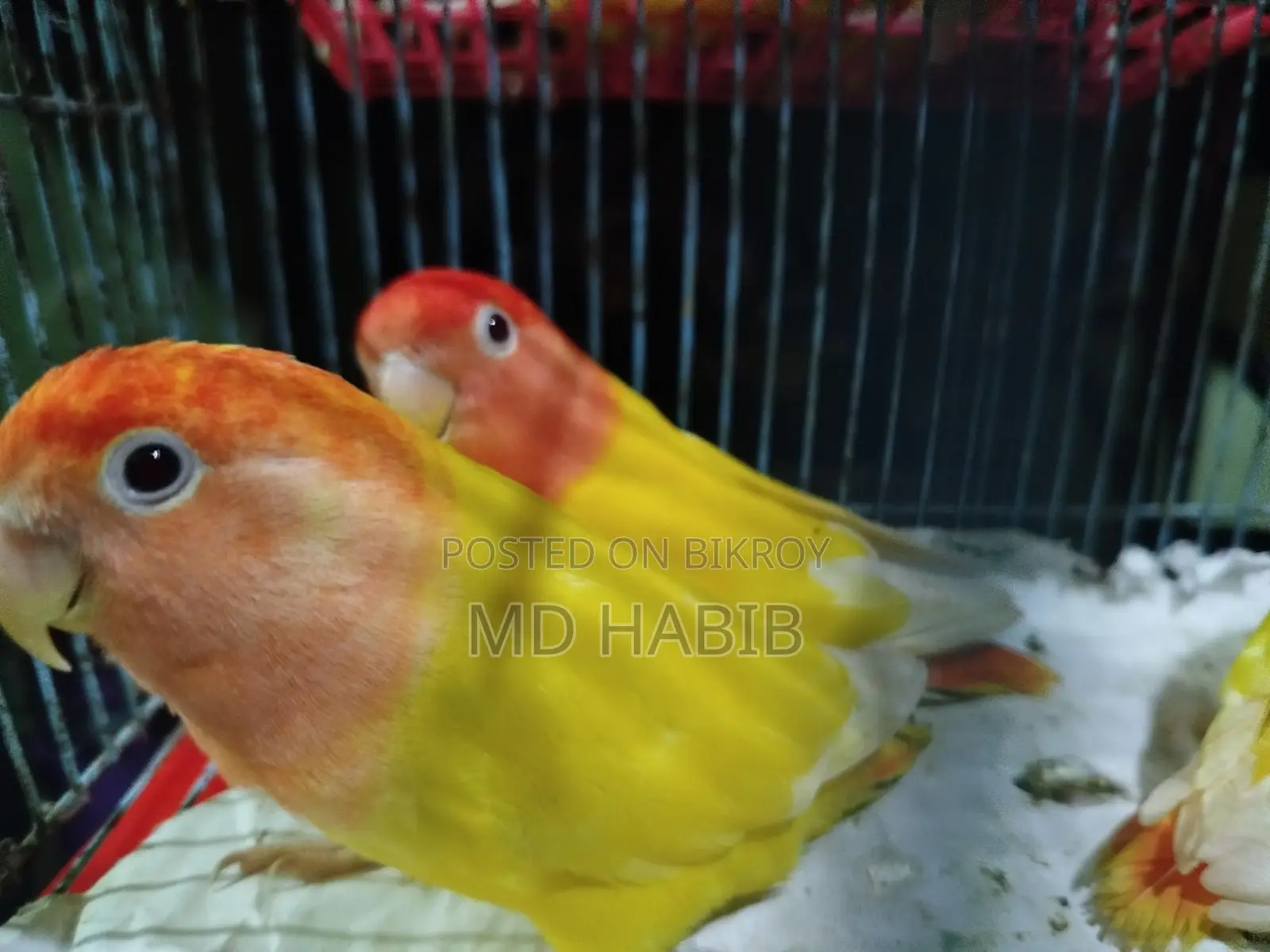 Three pairs of perfectly healthy birds: two Lovebirds and one pair of Cockatiels