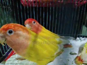 Three pairs of perfectly healthy birds: two Lovebirds and one pair of Cockatiels